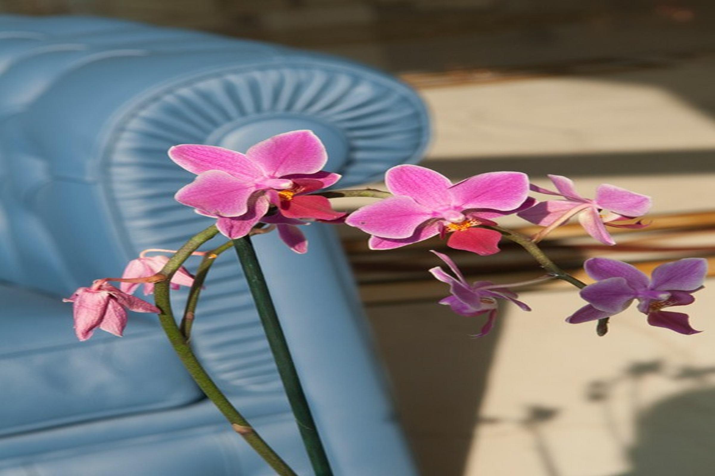 Grand Hotel Italia Cluj-Napoca Exterior foto Phalaenopsis cultivar